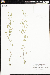 Cardamine pensylvanica image