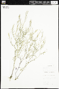 Cardamine pensylvanica image