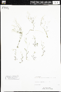 Cardamine pensylvanica image