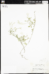 Cardamine pensylvanica image