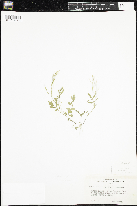 Cardamine pensylvanica image