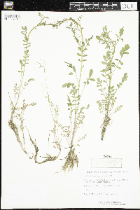 Cardamine pensylvanica image