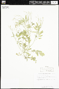 Cardamine pensylvanica image
