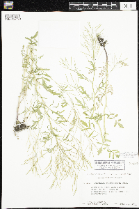 Cardamine pensylvanica image
