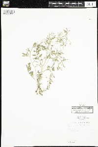 Cardamine pensylvanica image