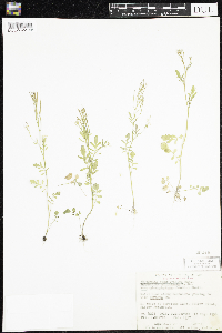 Cardamine pensylvanica image