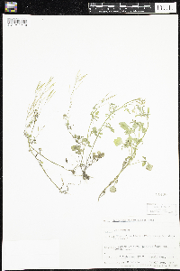 Cardamine pensylvanica image
