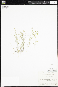 Cardamine pensylvanica image
