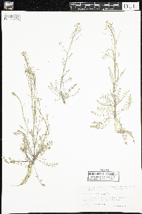 Cardamine pensylvanica image