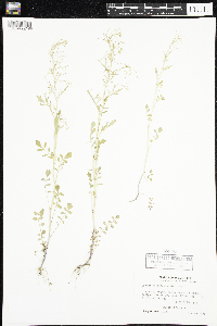 Cardamine pensylvanica image
