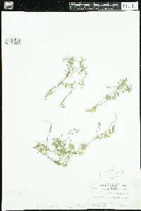 Cardamine pensylvanica image