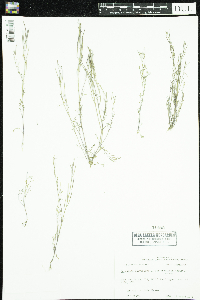 Cardamine parviflora image
