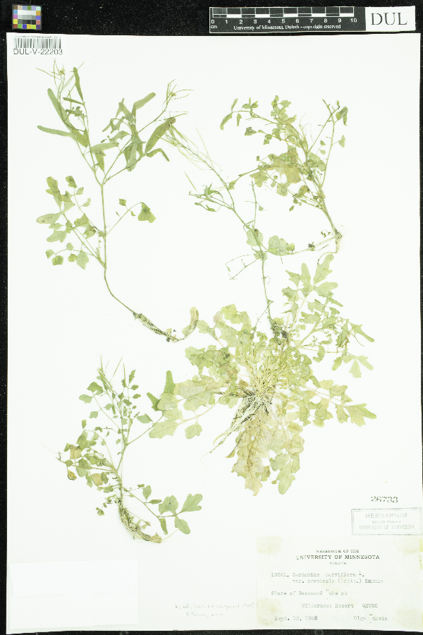 Cardamine image