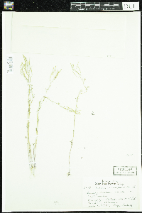 Cardamine parviflora image