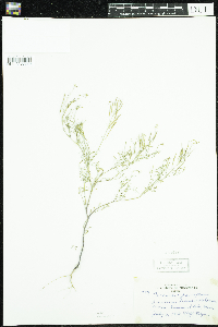 Cardamine parviflora image