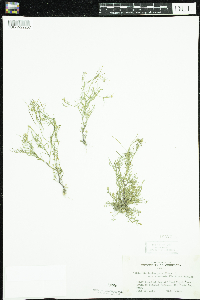 Cardamine parviflora image