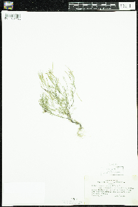 Cardamine parviflora image