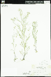 Cardamine parviflora image