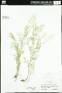 Cardamine parviflora image