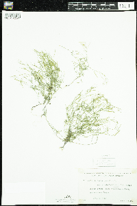 Cardamine parviflora image