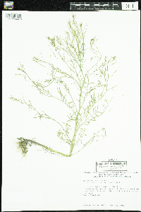 Cardamine parviflora image
