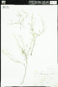 Cardamine parviflora image