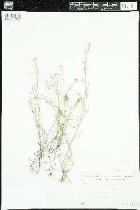 Cardamine parviflora image