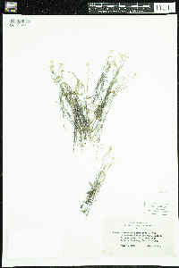 Cardamine parviflora image