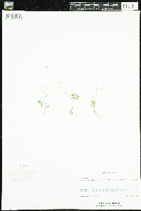 Cardamine flexuosa image