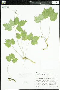 Media resource of Cardamine diphylla