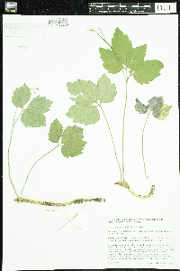 Cardamine diphylla image