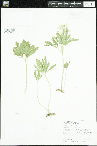 Media resource of Cardamine concatenata