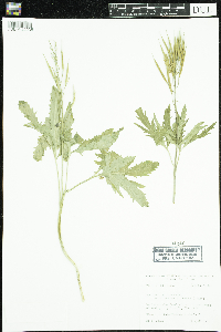 Image Associated With the Occurrence