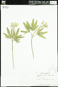Cardamine concatenata image