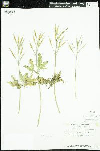 Cardamine concatenata image