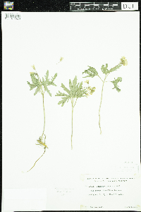 Cardamine concatenata image