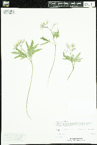 Cardamine concatenata image