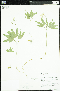 Cardamine concatenata image