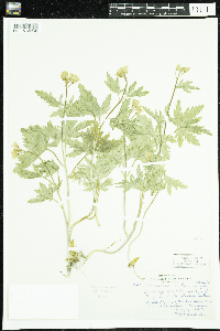 Cardamine concatenata image