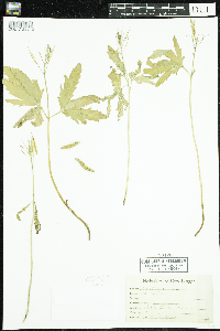 Cardamine concatenata image