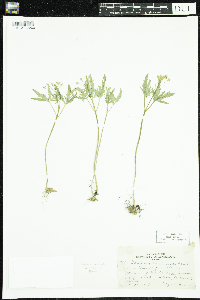 Cardamine concatenata image