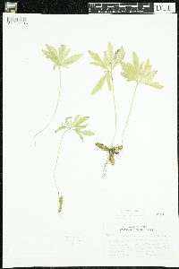 Cardamine concatenata image