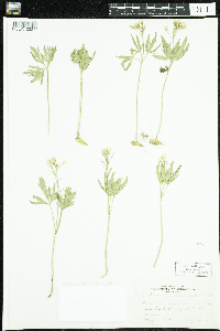 Cardamine concatenata image