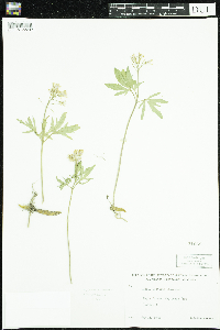 Cardamine concatenata image