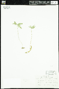 Cardamine concatenata image