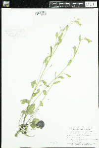 Cardamine bulbosa image