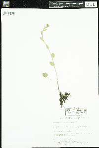 Cardamine bulbosa image