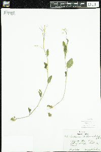Cardamine bulbosa image
