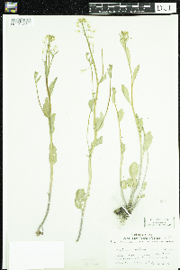 Cardamine bulbosa image