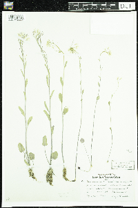 Cardamine bulbosa image